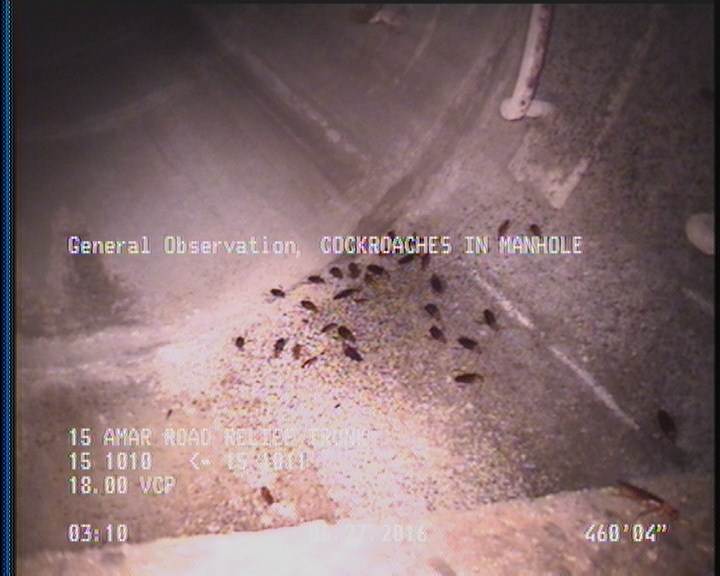 General Observation - COCKROACHES IN MANHOLE