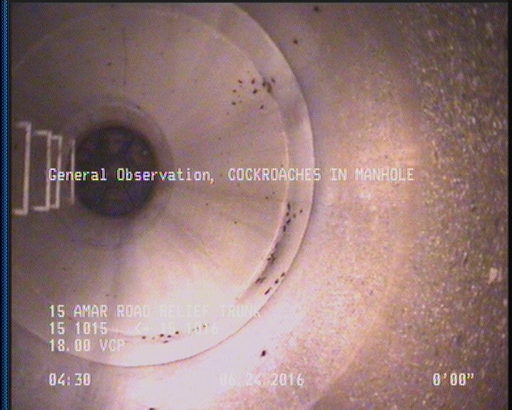 General Observation - COCKROACHES IN MANHOLE