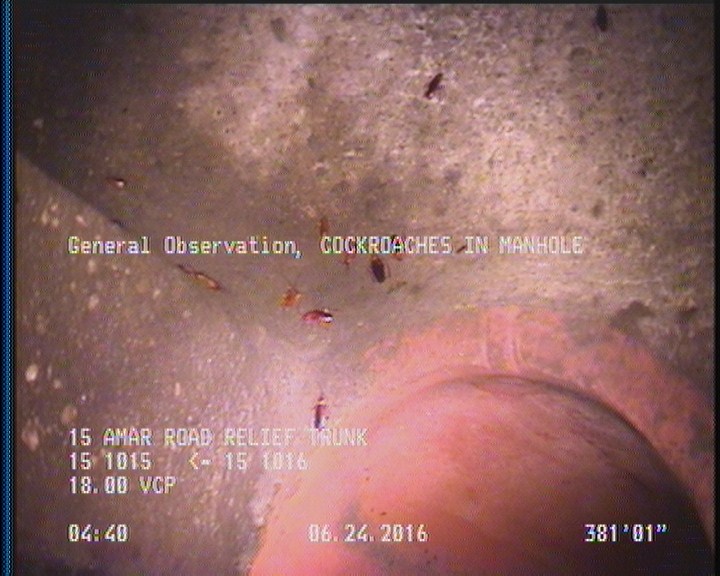 General Observation - COCKROACHES IN MANHOLE