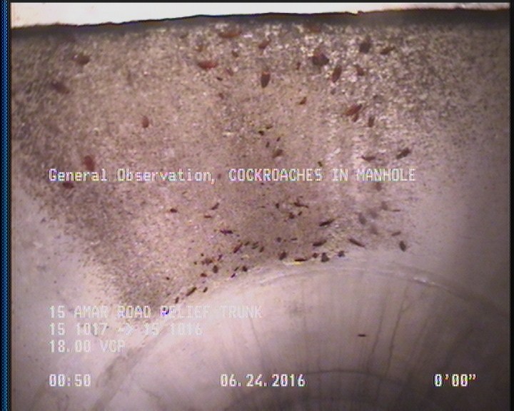 General Observation - COCKROACHES IN MANHOLE