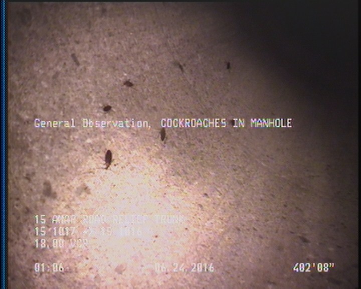 General Observation - COCKROACHES IN MANHOLE