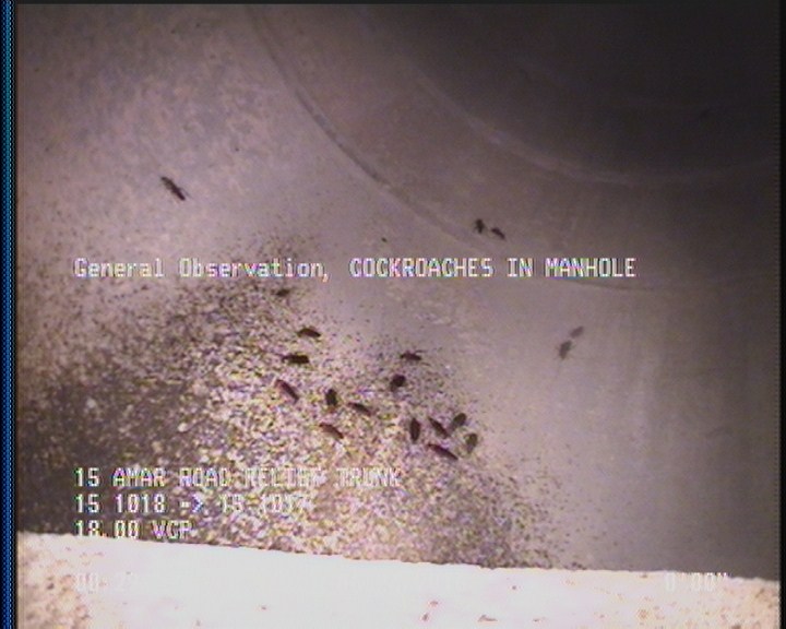 General Observation - COCKROACHES IN MANHOLE