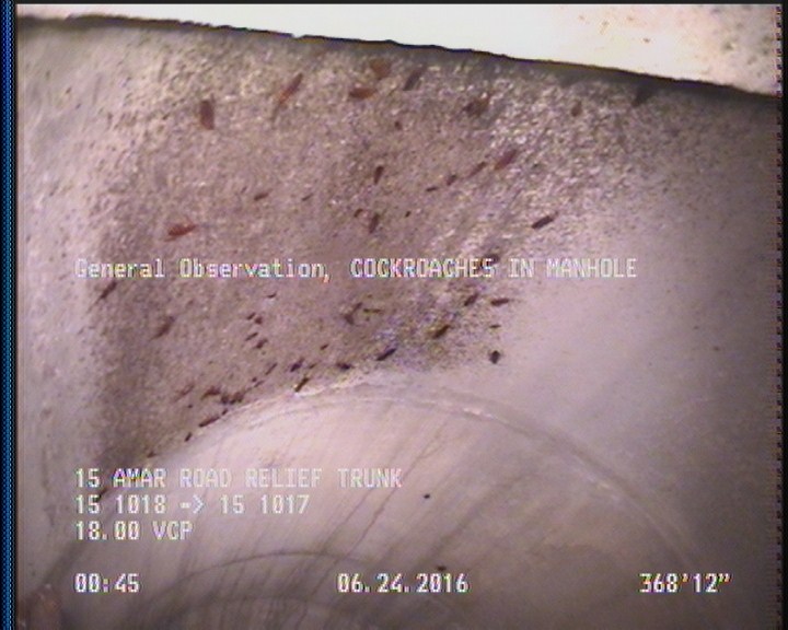 General Observation - COCKROACHES IN MANHOLE