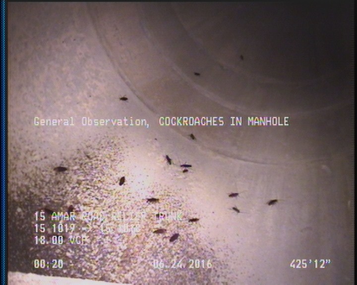 General Observation - COCKROACHES IN MANHOLE