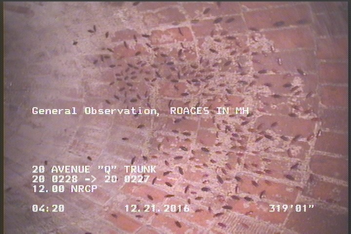 General Observation - ROACES IN MH