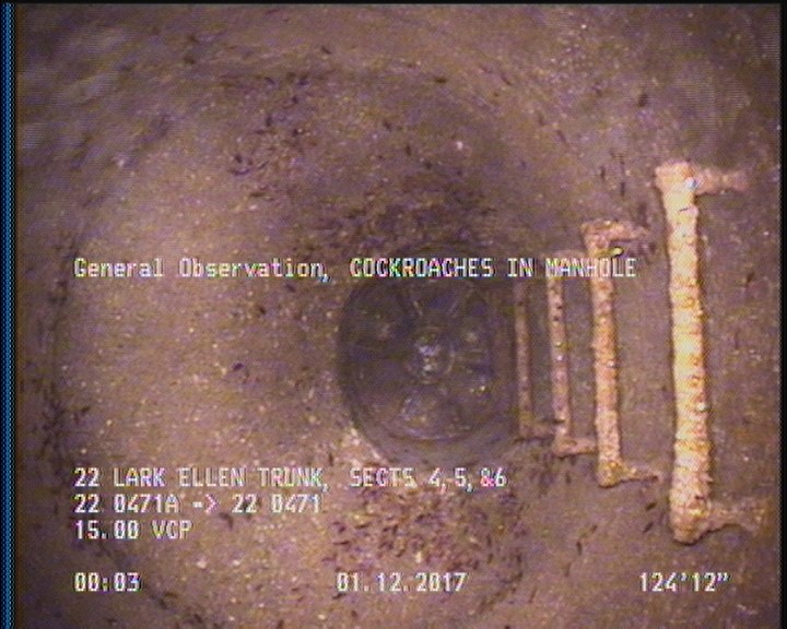 General Observation - COCKROACHES IN MANHOLE