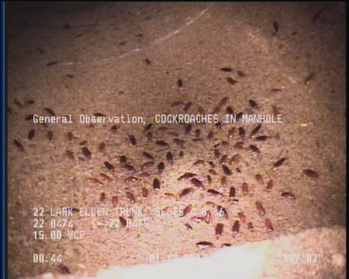 General Observation - COCKROACHES IN MANHOLE