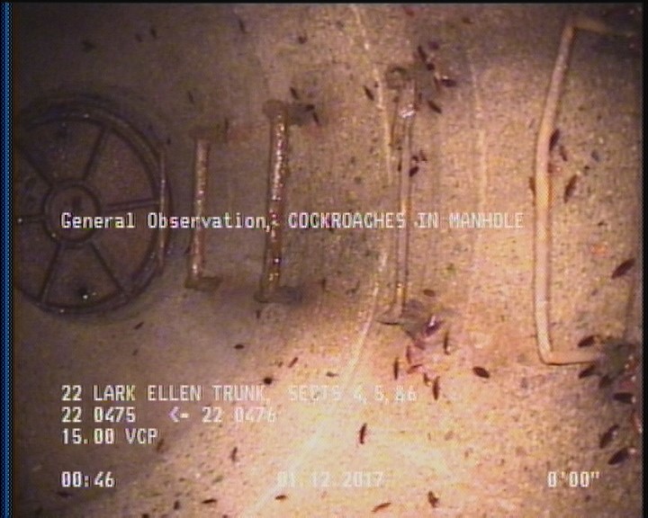 General Observation - COCKROACHES IN MANHOLE