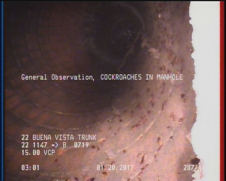 General Observation - COCKROACHES IN MANHOLE