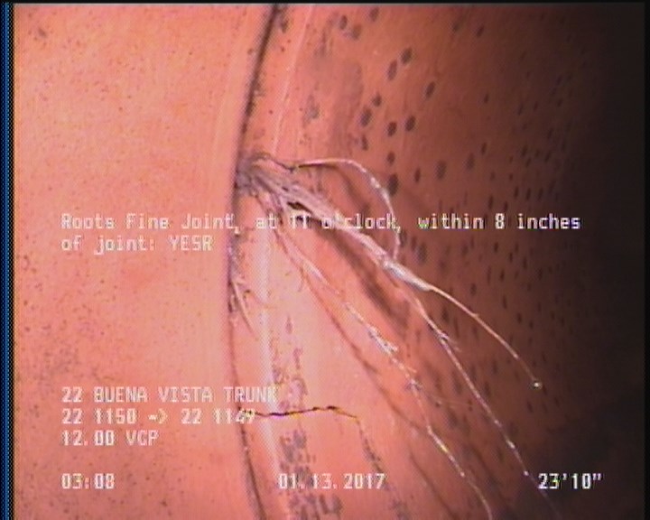 Roots Fine Joint, at 11 o'clock, within 8 inches of joint: YESR