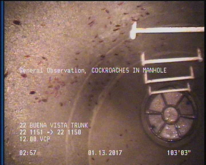 General Observation - COCKROACHES IN MANHOLE
