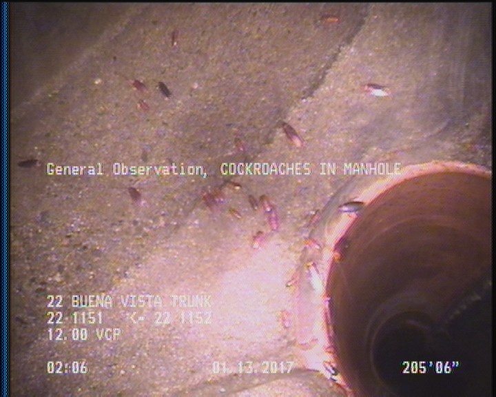 General Observation - COCKROACHES IN MANHOLE