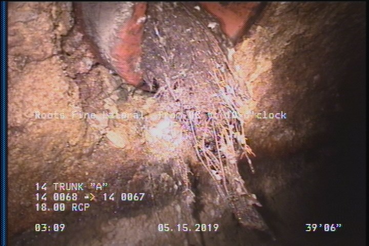 Roots Fine Lateral, from 08 to 10 o'clock