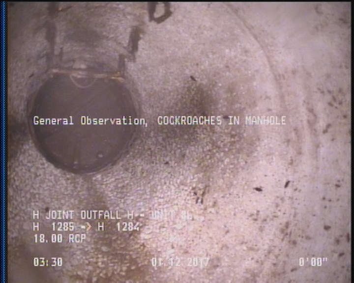 General Observation - COCKROACHES IN MANHOLE
