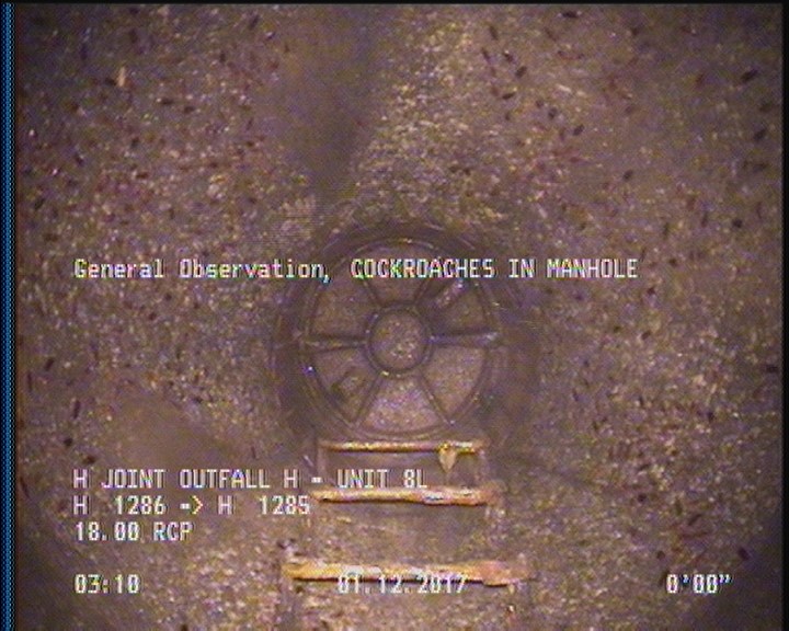 General Observation - COCKROACHES IN MANHOLE