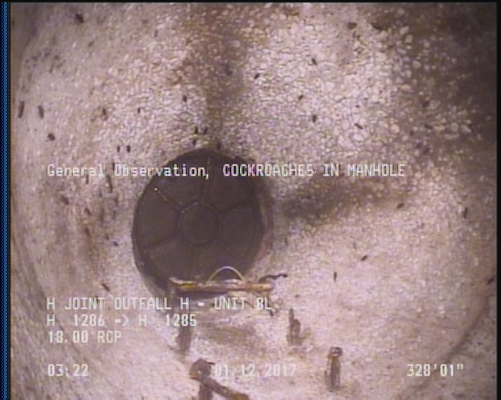 General Observation - COCKROACHES IN MANHOLE