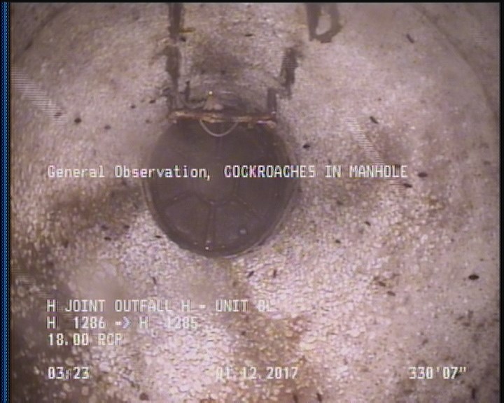 General Observation - COCKROACHES IN MANHOLE