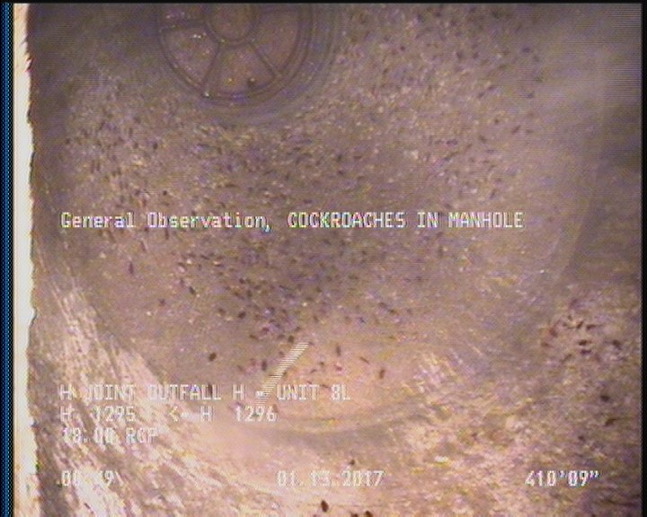 General Observation - COCKROACHES IN MANHOLE