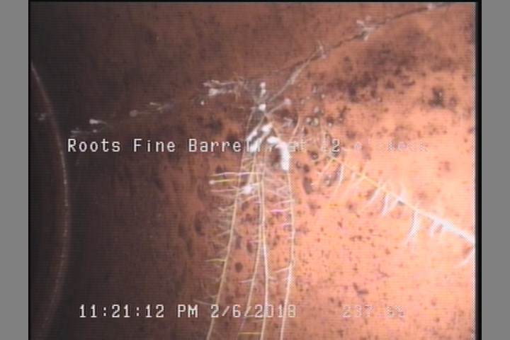 Roots Fine Barrell, at 12 o'clock