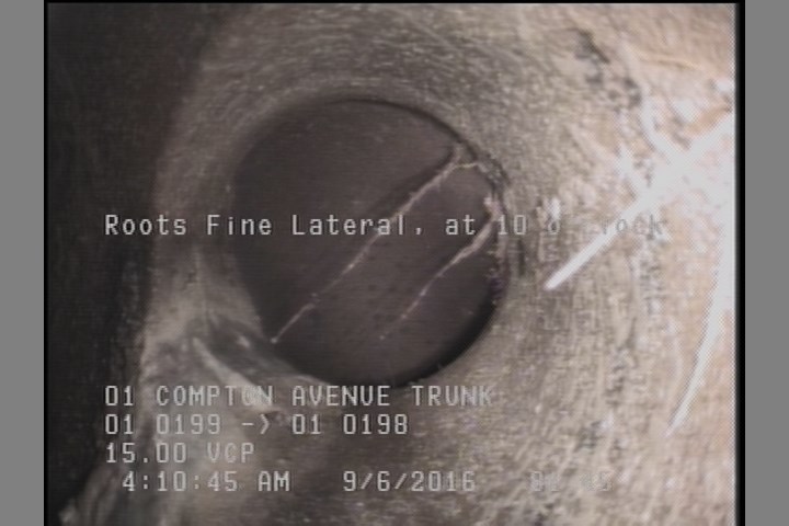 Roots Fine Lateral, at 10 o'clock