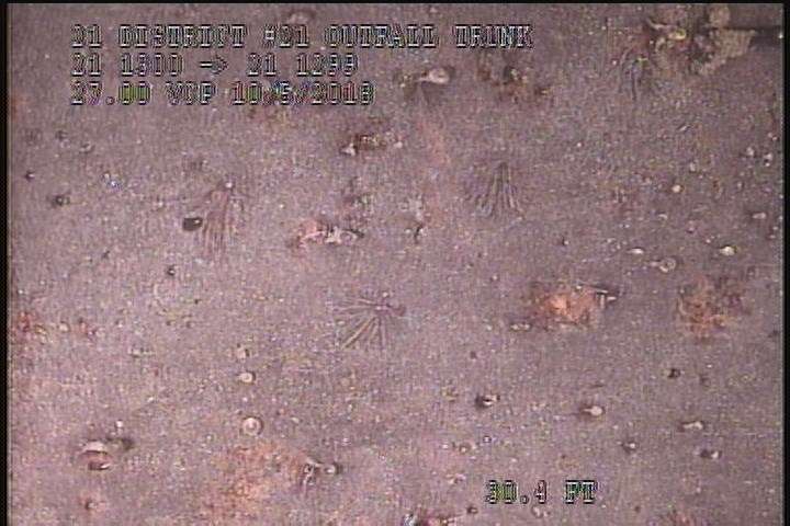 General Observation - WHITE COATIING