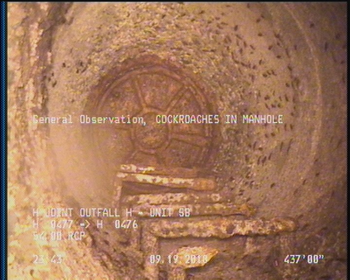 General Observation - COCKROACHES IN MANHOLE