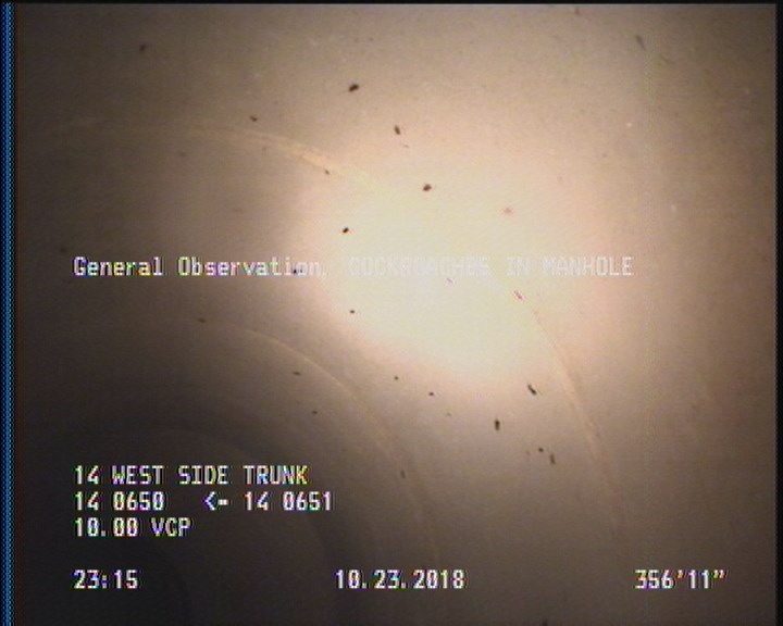 General Observation - COCKROACHES IN MANHOLE