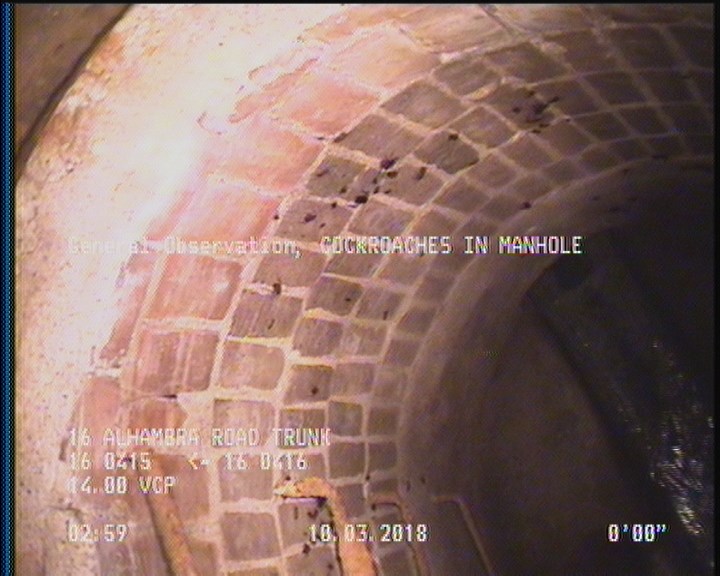 General Observation - COCKROACHES IN MANHOLE
