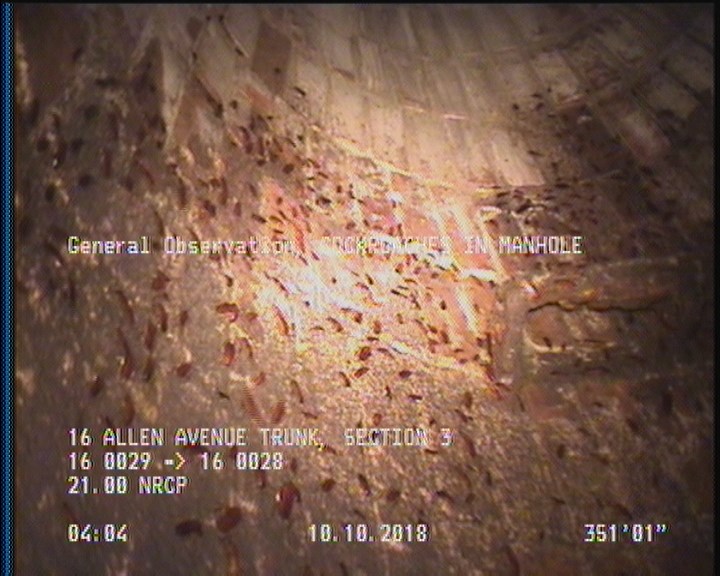 General Observation - COCKROACHES IN MANHOLE