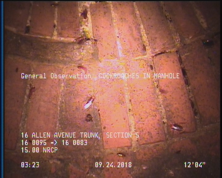 General Observation - COCKROACHES IN MANHOLE