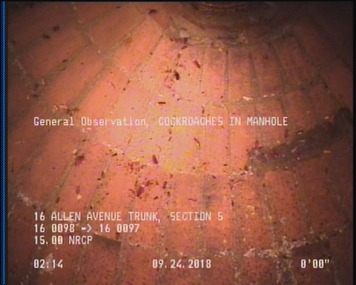 General Observation - COCKROACHES IN MANHOLE