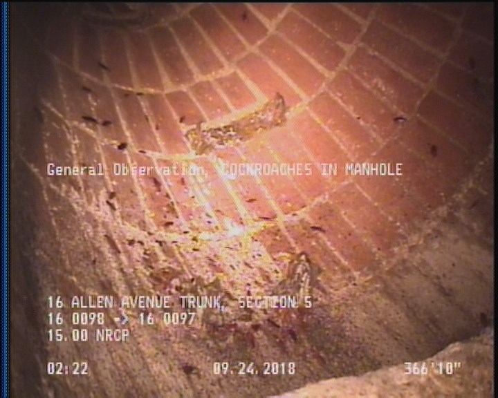 General Observation - COCKROACHES IN MANHOLE