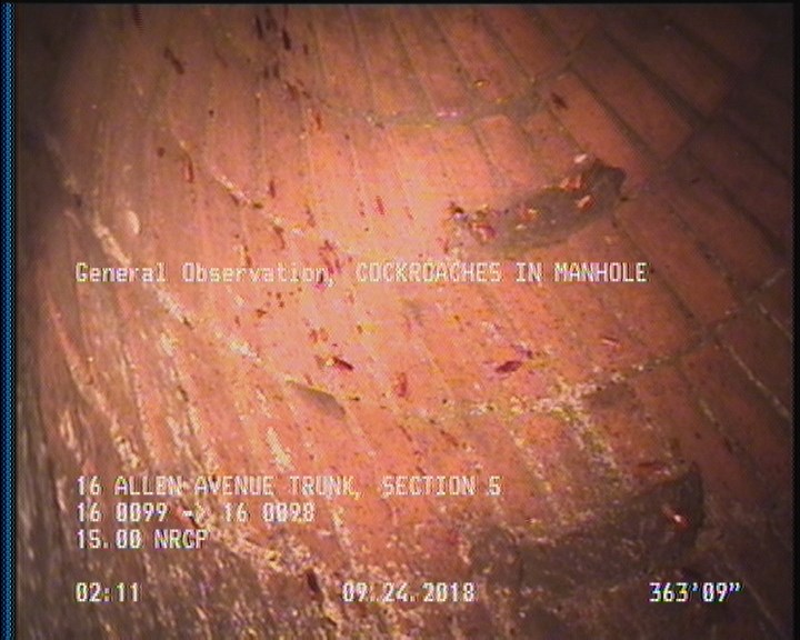 General Observation - COCKROACHES IN MANHOLE
