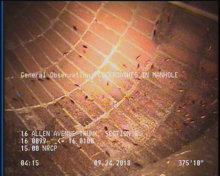 General Observation - COCKROACHES IN MANHOLE