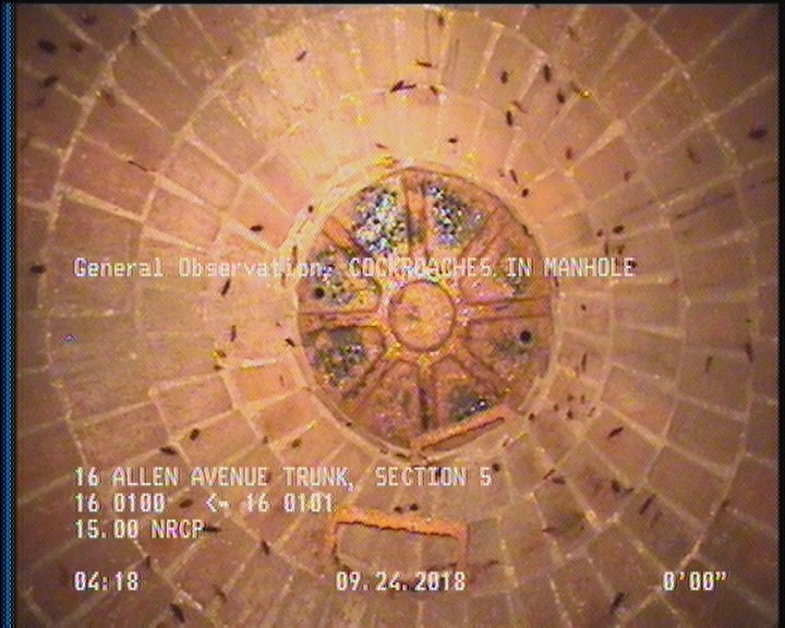 General Observation - COCKROACHES IN MANHOLE