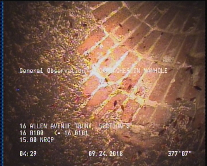 General Observation - COCKROACHES IN MANHOLE