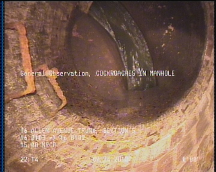 General Observation - COCKROACHES IN MANHOLE