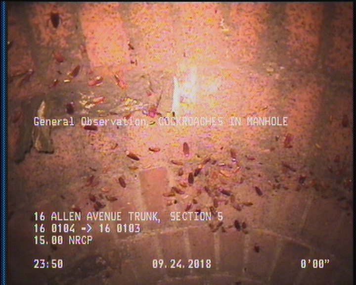 General Observation - COCKROACHES IN MANHOLE