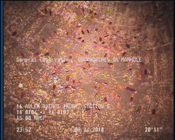 General Observation - COCKROACHES IN MANHOLE