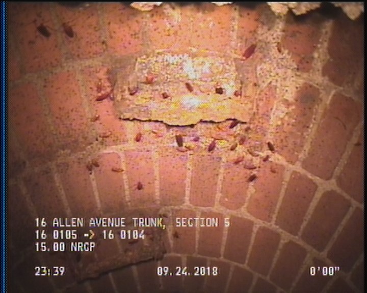 General Observation - COCKROACHES IN MANHOLE