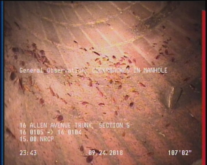 General Observation - COCKROACHES IN MANHOLE