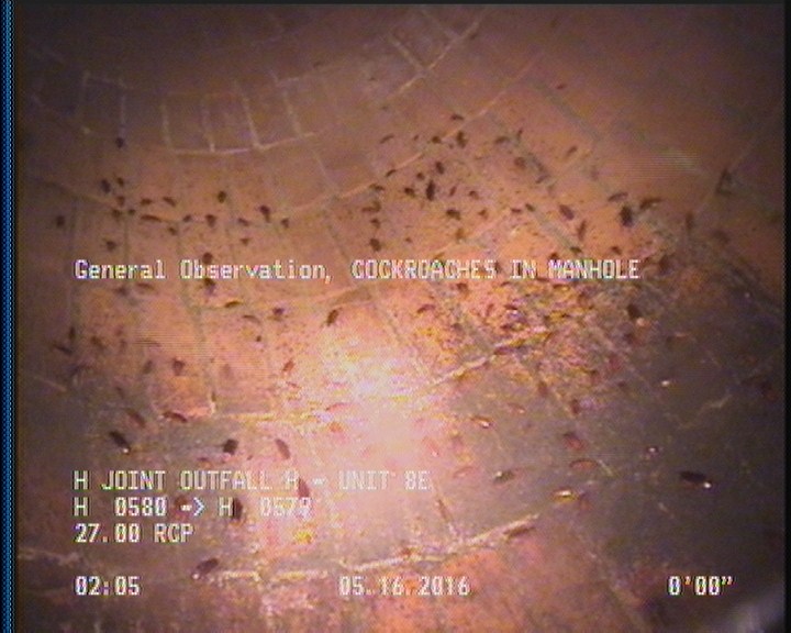 General Observation - COCKROACHES IN MANHOLE