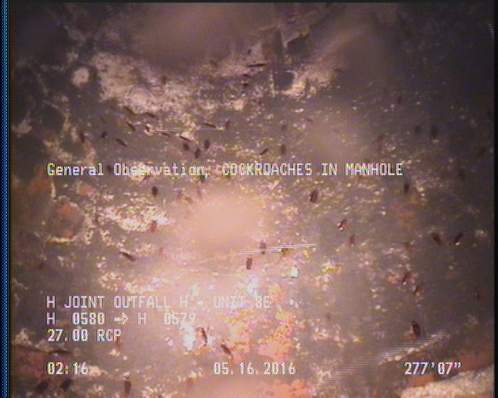 General Observation - COCKROACHES IN MANHOLE