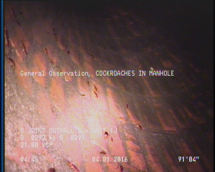 General Observation - COCKROACHES IN MANHOLE