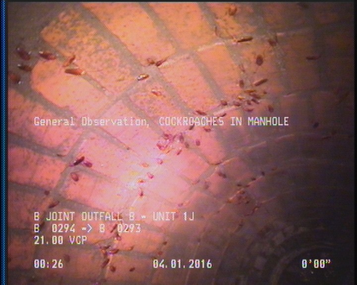General Observation - COCKROACHES IN MANHOLE