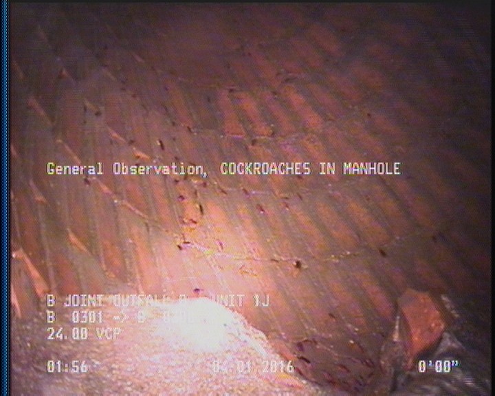 General Observation - COCKROACHES IN MANHOLE