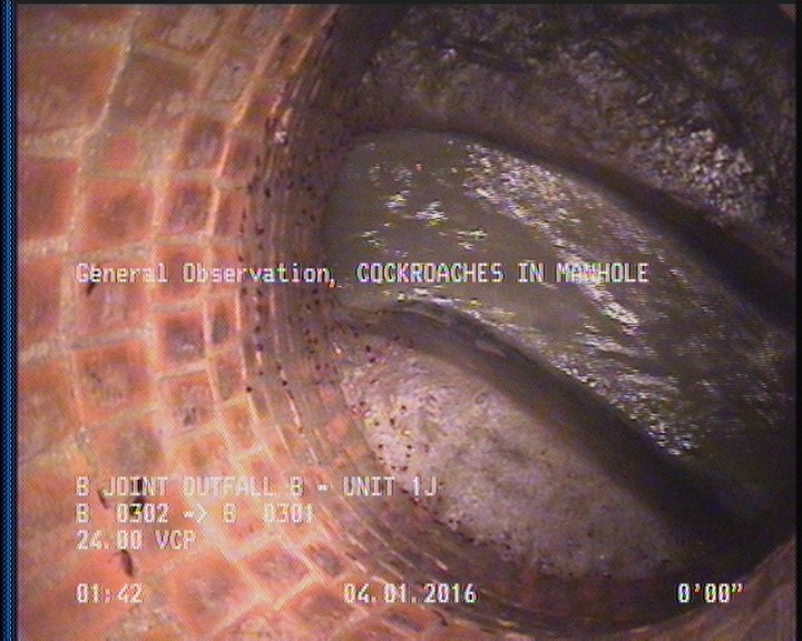 General Observation - COCKROACHES IN MANHOLE
