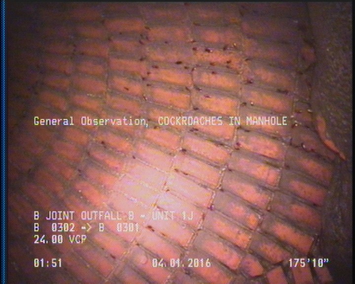 General Observation - COCKROACHES IN MANHOLE
