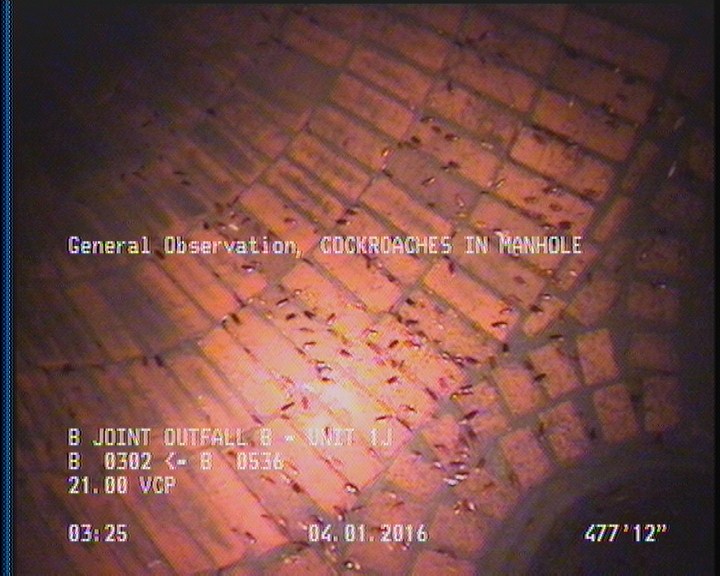 General Observation - COCKROACHES IN MANHOLE
