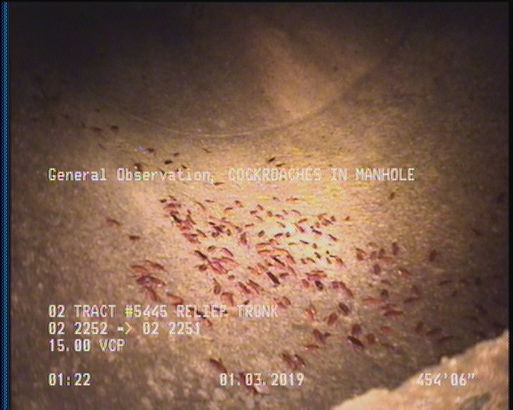 General Observation - COCKROACHES IN MANHOLE